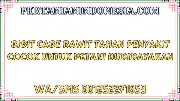 Bibit Cabe Rawit Tahan Penyakit Cocok Untuk Petani Budidayakan